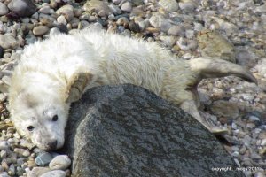 Grey seal pup