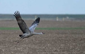 SANDHILL CRANE