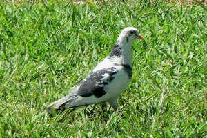 Pied Pigeon