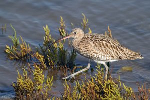 Curlew at high tide