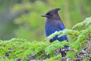 Steller's Jay