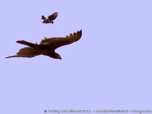 Little shrike mobbing big snake eagle