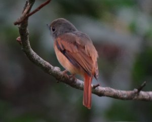 Ruddy-tailed Flycatcher