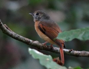 Ruddy-tailed Flycatcher