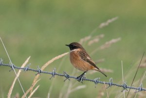 Stonechat