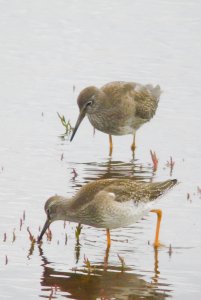 Redshank study