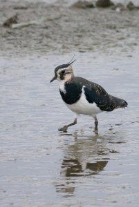 Lapwing