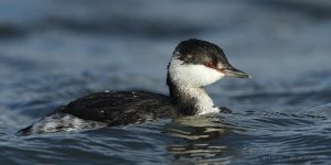 Slavonian Grebe