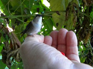 Ruby Throated Hummingbird