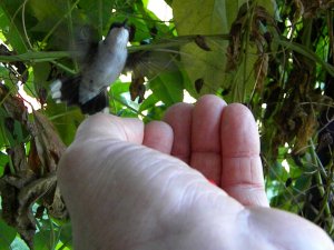 Ruby Throated Hummingbird