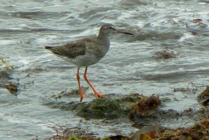 Weymouth Redshank