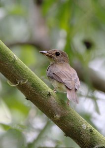 Brown Chested Jungle Flycatcher