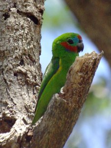 Macleay's Double-eyed Fig Parrot Male
