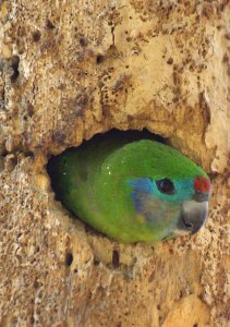 Macleay's Double-eyed Fig Parrot Female