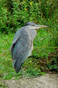 Heron Number 1