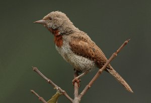 Red-throated Wryneck