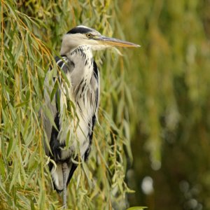 Grey Heron