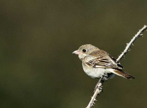 Woodchat Shrike