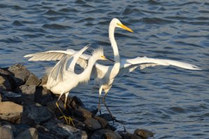 Snowy Egret, Great Egret