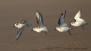 Sanderling