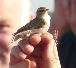 Booted Warbler