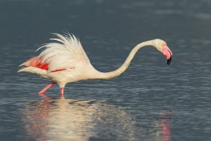 Angry Flamingo