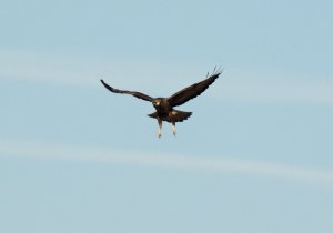Common Buzzard, hovering