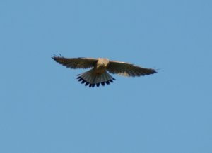 Common Kestrel, hovering