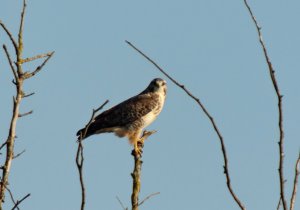 Common Buzzard