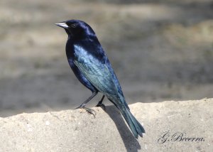 Shiny Cowbird, Male