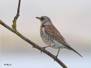 Fieldfare