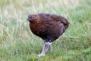 Red Grouse