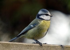 Blue Tit