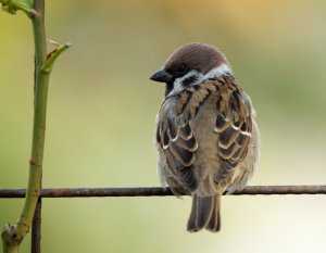 Eurasian Tree Sparrow