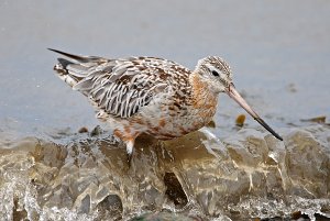 Bar-tailed Godwit