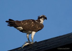 Osprey with boot