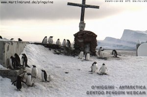 Gentoo penguin webcam in the Antarctic