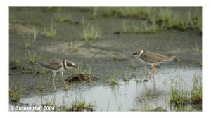 Little Ringed Plovers disagreeing