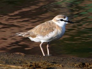 White-fronted Plover