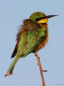 Little Bee-eater