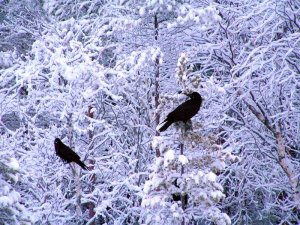 Ravens by wintertime