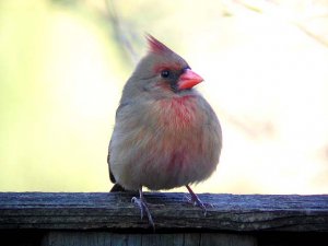 Northern Cardinal