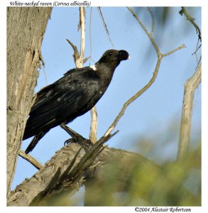 White-necked raven