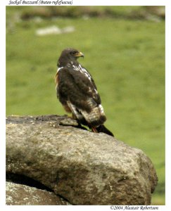 Jackal Buzzard