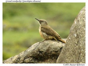 Ground woodpecker