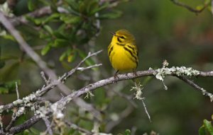 Prairie Warbler