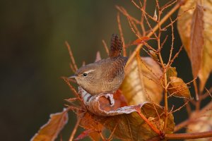 Winter Wren