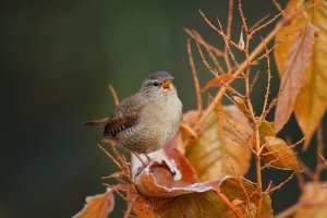 Winter Wren