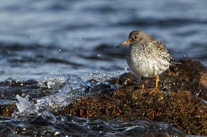 Purple Sandpiper