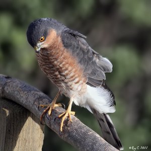 Garden Sparrowhawk